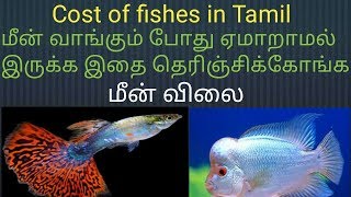 மீன் விலை தெரிஞ்சிகோங்க ஏம்மாரதிங்க Price of Fishes in tamil  Fish Aquarium Tamil [upl. by Essinger]