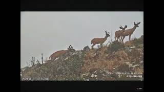 Mule Deer West End of Catalina Island 06132024 exploreorg [upl. by Pears]