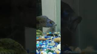 Male Fossochromis Rostratus Hybrid Cichlid fish aquaria [upl. by Kaltman223]