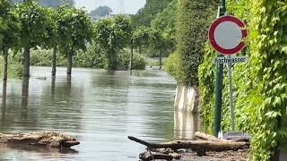 200524 Hochwasser am Rhein [upl. by Annai]