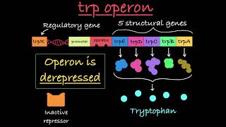 The trp Operon Explained [upl. by Diane]