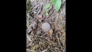 Metal Detecting a 200 year old home site Nice Find [upl. by Honig715]