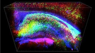 New Technologies to Explore the Brain [upl. by Reyem850]