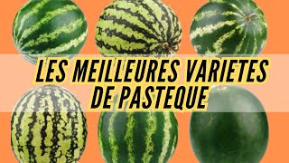 les meilleures Variétés de Pastèque [upl. by Bala]