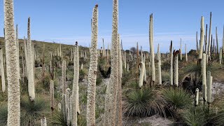 Xanthorrhoea or Grass Trees [upl. by Leind]