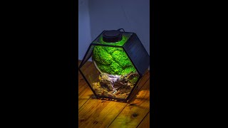 Hexagonal moss wall insect terrarium DIY tutorial [upl. by Oran]