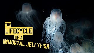 🫨 Unraveling The Truth About Immortal Jellyfish 🪼  Do Jellyfish Live Forever 🤔  Wisdom Wave [upl. by Izawa]