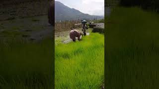 Rice seedling removal and planting farming agriculture [upl. by Okihsoy24]