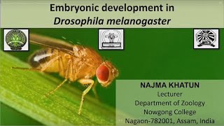 Embryonic Development in Drosophila melanogaster [upl. by Nnaytsirk581]