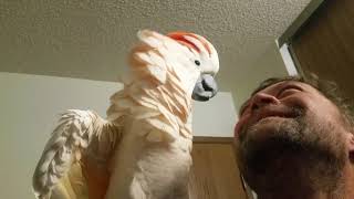 Cockatoo epic freakout warning fowl language [upl. by Aneeuqal]