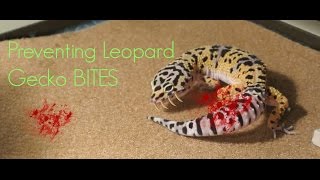 Preventing Leopard Gecko BITES [upl. by Ilarrold]