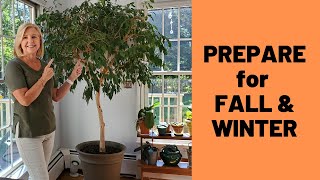 Help Your Ficus Tree Thrive during Fall and Winter [upl. by Grados806]