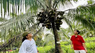 RecordBreaking Coconut Seedling Plantation Pinaka malaki sa Luzon [upl. by Nwahshar]