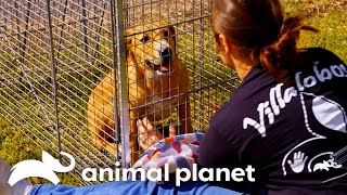 Rescue Stories That Will Melt Your Heart  Pit Bulls amp Parolees  Animal Planet [upl. by Slavin329]