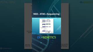 خلاصه ای از مکانیسم ATACseq ویدئو کامل رو منشن کردم توالییابینسلجدید ژنتیک [upl. by Aicilf]