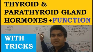 Thyroid Hormone Function  Thyroid Hormone Hindi  Parathyroid Hormone Function  Endocrine System [upl. by Ennairol165]