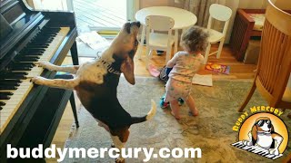 THE MOST AMAZING AND HYSTERICAL VIDEO ON THE INTERNET Feat Buddy Mercury Dog and Lil Sis [upl. by Kast]