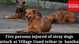 Five persons injured of stray dogs attack at Village Gund tethar in banihal [upl. by Albert]