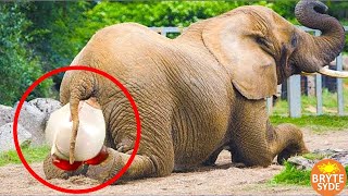 Incredible Videos Of Giant Animals Giving Birth [upl. by Assiar]