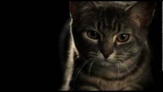 Unbelievable Slow Motion Pouncing Cat [upl. by Alleuqahs]