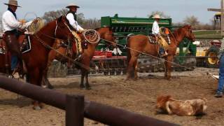 Vaquero Californio Buckaroo Ranch Roping Hackamore Horse Calf Branding [upl. by Susejedesoj7]