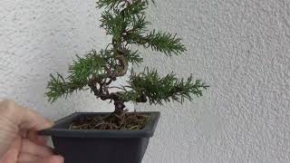 Bonsai juniperus [upl. by Elamor]