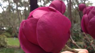 Magnolias araluen [upl. by Dolhenty]