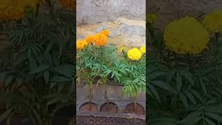 Gomphrena plant tulsi marigold gardening garden plants nature plantslover summerplant [upl. by Estrin]