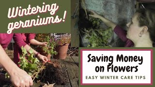 HowTo Winter Your Geraniums  Saving Money on Flowers  SO EASY [upl. by Jerrome471]