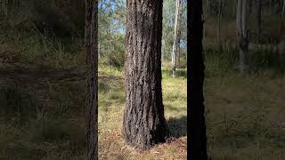 Ironbark tree A good specimen [upl. by Dnomhcir]