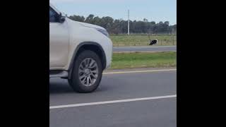 Vacas Argentinas La Plata De aquí hacemos feroces asados Distintas a las de Brasil 💝 [upl. by Ennaihs]