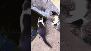 Cat And Mouse  Love or Food or Entertainment  What is the truth  VRchou cat pets funny [upl. by Bibeau251]