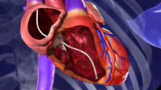 Animation New therapy prevents heart failure [upl. by Olivann895]