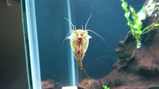 Triops Cancriformis Mauritanicus in community aquarium [upl. by Herzen]