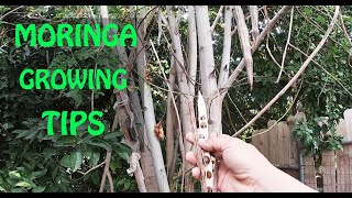 The SECRET To Growing MORINGA  Propagation Tips [upl. by Nnylrebma]