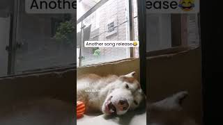 My Husky singing new song❤️Please like share amp Subscribe for more😘 funnydogs doglover [upl. by Annaig]