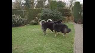 TIBETAN MASTIFFS PLAYING [upl. by Ahtikal567]