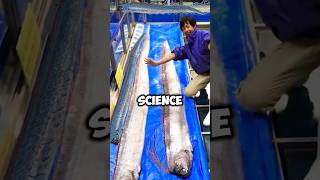 Can Oarfish Predict Earthquakes shorts facts trending [upl. by Tera8]