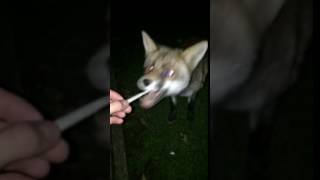 Fox steals my cigarette [upl. by Ieluuk]