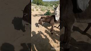 donkey animals youtubeshorts [upl. by Eemla763]