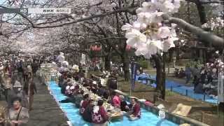 Among The Cherry Blossom Trees © Japanology Plus サクラ [upl. by Joerg]