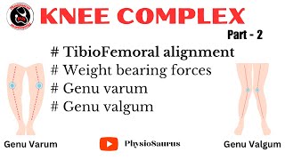 Tibiofemoral alignment and weight bearing forces  Knee joint biomechanics [upl. by Anaer]