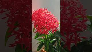 Ixora Flowers  Rubiaceae Family plantscience4u [upl. by Lindly]