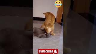 Funny dogs fart [upl. by Enimzzaj]