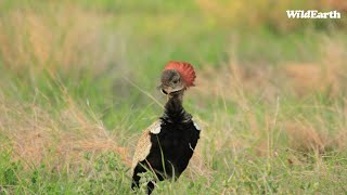 Red crown dancing feathers [upl. by Tihom]