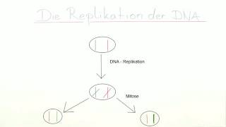 REPLIKATION DER DNA  Biologie  Genetik und Entwicklungsbiologie [upl. by Graner]