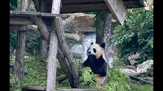 The 4th most beautiful Zoo in the world  Beauval  France [upl. by Joacima]