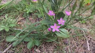 Echt duizendguldenkruid Centaurium erythraea  20170728 [upl. by Aretse309]