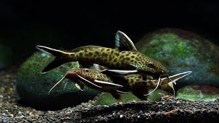 Synodontis Lucipinnis Breeding Panic Mode [upl. by Collum]