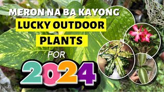 TOP 8 LUCKY OUTDOOR PLANTS FOR 2024 [upl. by Aneeuq696]